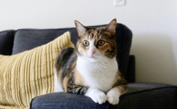 貓咪椎間盤疾病症狀、治療方式與預後|2025最新研究指出:貓咪脊椎疾病不再是罕見病例 貓咪椎間盤疾病症狀、治療方式與預後|2025最新研究指出:貓咪脊椎疾病不再是罕見病例