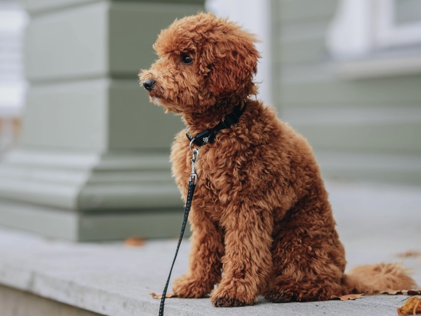 ♊ 雙子座｜貴賓犬：聰明又好玩的社交高手