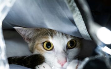 貓咪也有情緒焦慮!五大方法安撫受驚嚇的貓咪,建立安全信任的生活環境 貓咪也有情緒焦慮!五大方法安撫受驚嚇的貓咪,建立安全信任的生活環境