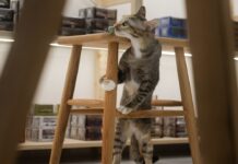 網友票選10大寵物搗蛋行為排行榜!翻垃圾、偷吃食物都上榜! 網友票選10大寵物搗蛋行為排行榜!翻垃圾、偷吃食物都上榜!