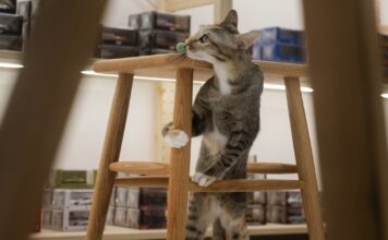 網友票選10大寵物搗蛋行為排行榜！翻垃圾、偷吃食物都上榜！