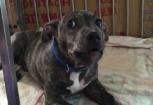 竹北比特犬咬傷雪橇犬事件,動保所啟動列管並追查飼主責任 竹北比特犬咬傷雪橇犬事件,動保所啟動列管並追查飼主責任