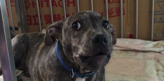 竹北比特犬咬傷雪橇犬事件，動保所啟動列管並追查飼主責任