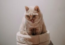 貓咪便秘怎麼辦?如何透過飲食改善貓咪便秘?高纖飲食有效嗎? 貓咪便秘怎麼辦?如何透過飲食改善貓咪便秘?