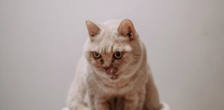 貓咪便秘怎麼辦？如何透過飲食改善貓咪便秘？