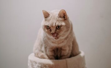 貓咪便秘怎麼辦？如何透過飲食改善貓咪便秘？