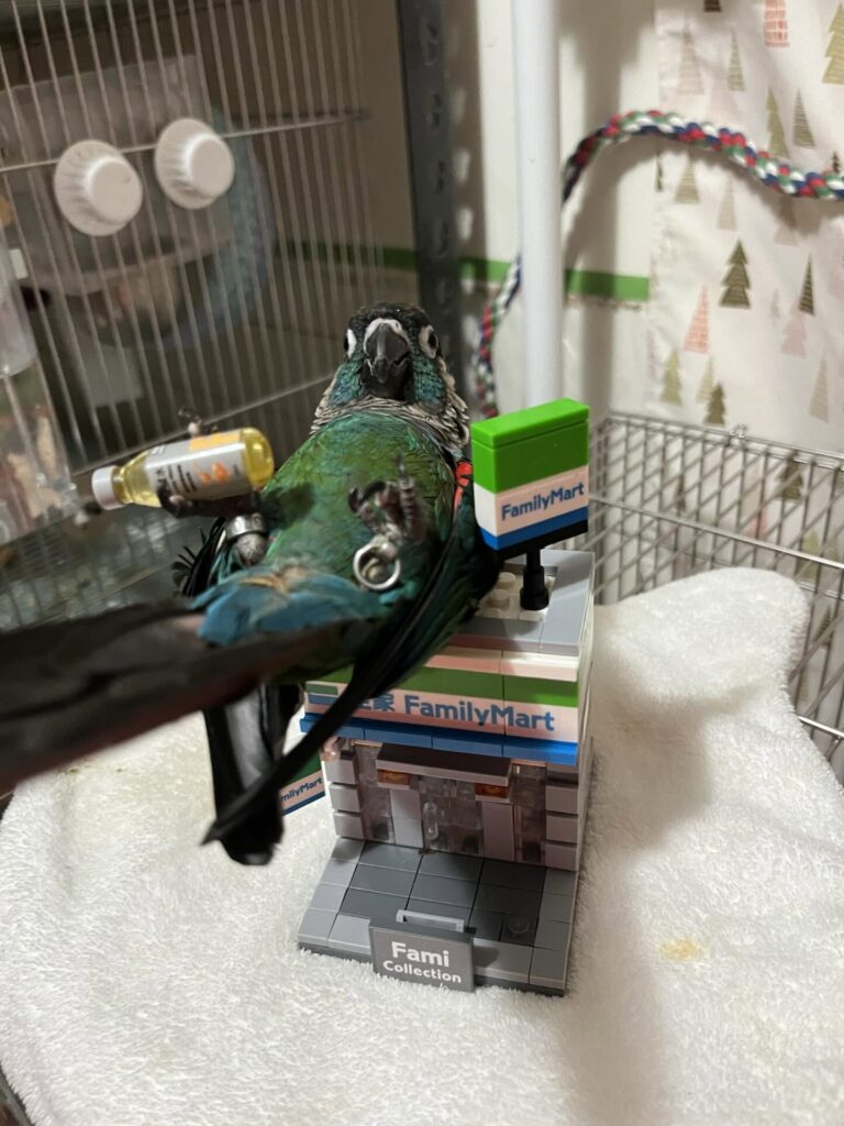 小太陽鸚鵡怎麼養？新手必看的小太陽鸚鵡照護要點！