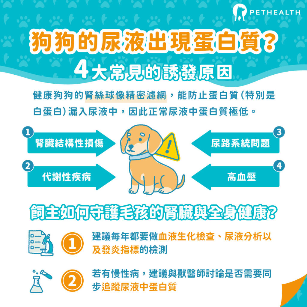 為什麼狗狗的尿液會出現蛋白質？