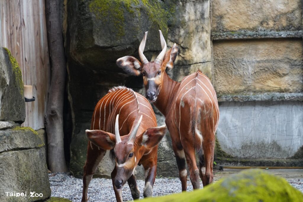 動物園建園111周年底山地斑哥條紋羚作為野性再現的國際保護合作共同翻轉瀕危物種趨勢（圖片來源：臺北市立動物園）