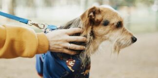 為什麼現代狗狗特別容易罹患異位性皮膚炎？6種生活因子讓狗狗更易得異位性皮膚炎