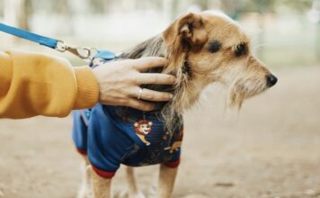 為什麼現代狗狗特別容易罹患異位性皮膚炎？6種生活因子讓狗狗更易得異位性皮膚炎