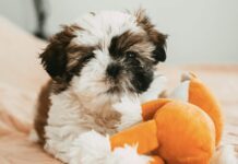 狗狗蛋白尿除了與腎臟病有關,最新研究指出:全身「慢性發炎」也可能是誘發原因 狗狗蛋白尿除了與腎臟病有關,最新研究指出:全身「慢性發炎」也可能是誘發原因