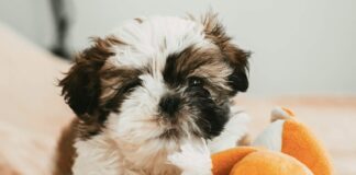 狗狗蛋白尿除了與腎臟病有關，最新研究指出：全身「慢性發炎」也可能是誘發原因