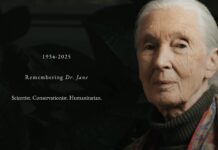 珍．古德博士享壽91歲辭世，留下改變人類與自然關係的永恆足跡