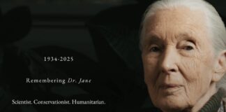 珍．古德博士享壽91歲辭世，留下改變人類與自然關係的永恆足跡