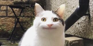 「尷尬貓」Olli爆紅！牠不說話但你懂！一臉無辜表情包洗版社群