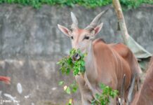 臺北市立動物園111周年園慶月，邀您一起參與「野性再現」行動