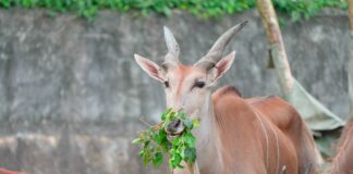 臺北市立動物園111周年園慶月，邀您一起參與「野性再現」行動