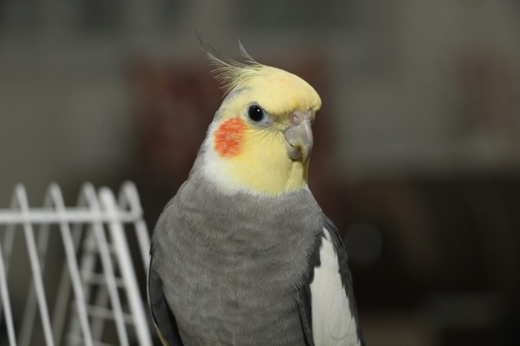 前9大會說話的鸚鵡排行榜-玄鳳鸚鵡