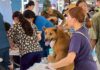 協助光復災區遊蕩犬貓及動物遺體，花蓮縣政府啟動暫置與後續處理措施