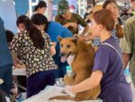協助光復災區遊蕩犬貓及動物遺體，花蓮縣政府啟動暫置與後續處理措施