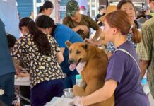 協助光復災區遊蕩犬貓及動物遺體，花蓮縣政府啟動暫置與後續處理措施