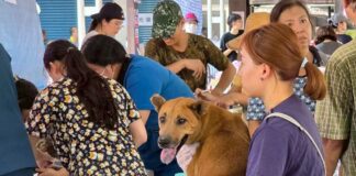 協助光復災區遊蕩犬貓及動物遺體，花蓮縣政府啟動暫置與後續處理措施