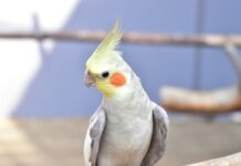 哪些鸚鵡最會說話？前9大語言天賦最高的鸚鵡排行榜