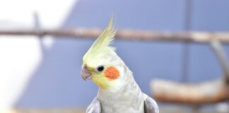 哪些鸚鵡最會說話？前9大語言天賦最高的鸚鵡排行榜