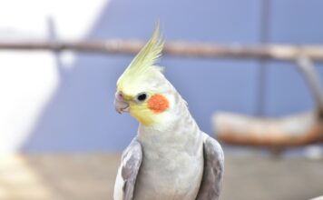 哪些鸚鵡最會說話？前9大語言天賦最高的鸚鵡排行榜