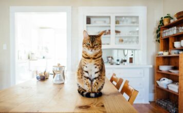 為什麼貓咪總是愛打翻東西？如何預防貓咪把東西撥下桌？