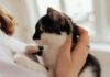 10大寵物飼主語錄出爐！飼主最常對毛孩說的話大公開！