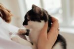 10大寵物飼主語錄出爐！飼主最常對毛孩說的話大公開！