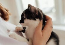 10大寵物飼主語錄出爐！飼主最常對毛孩說的話大公開！
