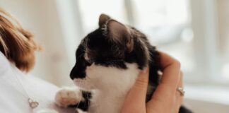 10大寵物飼主語錄出爐！飼主最常對毛孩說的話大公開！