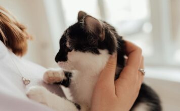 10大寵物飼主語錄出爐!飼主最常對毛孩說的話大公開! 10大寵物飼主語錄出爐!飼主最常對毛孩說的話大公開!