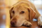 如何讓毛孩健康老去？從老化科學看犬貓「健康老化」的可能性