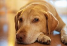 如何讓毛孩健康老去？從老化科學看犬貓「健康老化」的可能性