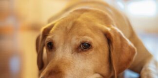 如何讓毛孩健康老去？從老化科學看犬貓「健康老化」的可能性