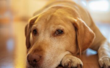 如何讓毛孩健康老去？從老化科學看犬貓「健康老化」的可能性
