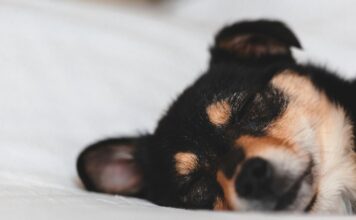 寵物安樂死合法嗎?臨床上寵物安樂死的流程與用藥有哪些?飼主如何面對安樂死議題 寵物安樂死合法嗎?臨床上寵物安樂死的流程與用藥有哪些?飼主如何面對安樂死議題