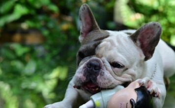 狗狗腦下垂體腫瘤3大高風險因子,高階影像檢查助發現腦下垂體腫瘤 狗狗腦下垂體腫瘤3大高風險因子,高階影像檢查助發現腦下垂體腫瘤