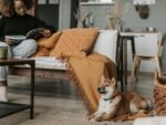 狗狗也愛追劇？可以給狗狗看電視嗎？讓狗狗看螢幕前飼主需要知道的4大原則