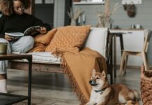 狗狗也愛追劇?可以給狗狗看電視嗎?讓狗狗看螢幕前飼主需要知道的4大原則 狗狗也愛追劇?可以給狗狗看電視嗎?讓狗狗看螢幕前飼主需要知道的4大原則