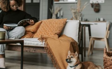 狗狗也愛追劇？可以給狗狗看電視嗎？讓狗狗看螢幕前飼主需要知道的4大原則