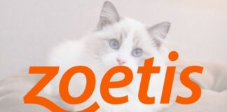 Zoetis貓咪退化性關節炎長效抗單株抗體Portela獲歐盟核准！全球首款「三個月一針」療法，解決貓咪疼痛隱憂