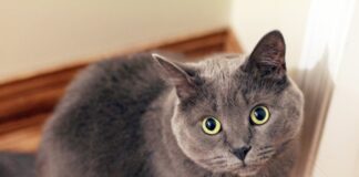 英國短毛貓好養嗎？英短個性、健康問題、照護重點懶人包