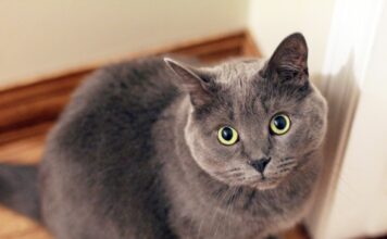 英國短毛貓好養嗎？英短個性、健康問題、照護重點懶人包