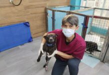 受傷浪犬奇蹟復原，等待溫暖家庭領養！新北市動保處即時救援＋精密手術保住前腳