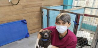 受傷浪犬奇蹟復原，等待溫暖家庭領養！新北市動保處即時救援＋精密手術保住前腳